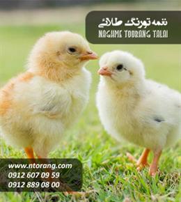 فروش جوجه گوشتی یک روزه راس کیمیا